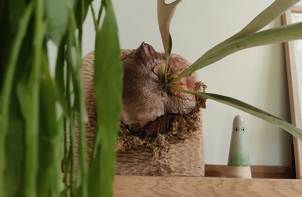 Aménagement intérieur d'une tiny house. Décorations céramique et plantes vertes sur étagères bois chêne.