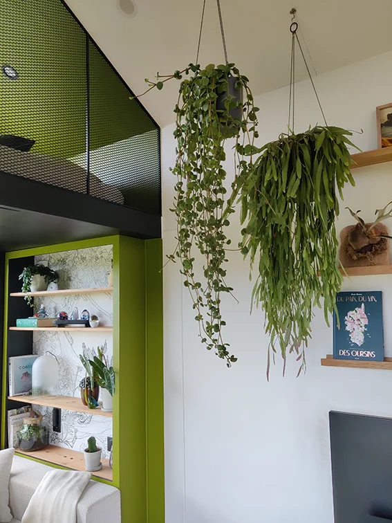 Aménagement intérieur d'une tiny house. Plantes suspendues.