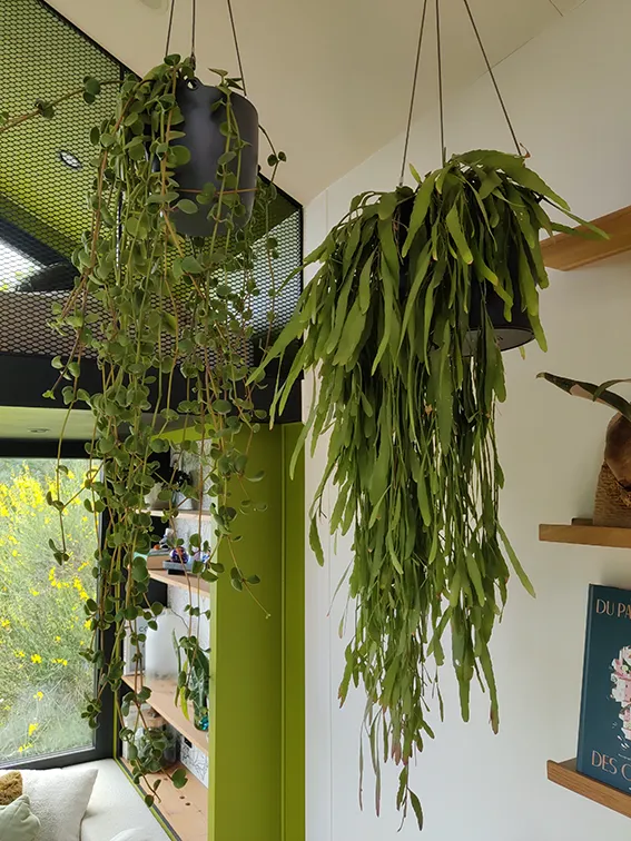 Aménagement intérieur d'une tiny house. Plantes suspendues au plafond effet cathédrale.